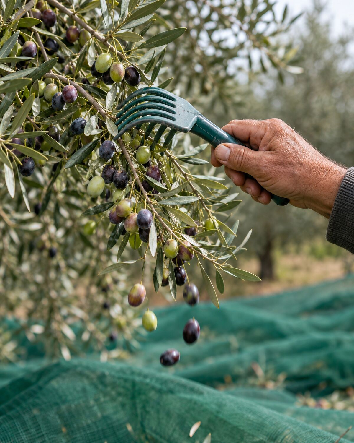 Küçük bir el tırmığıyla daldan ağa taranan zeytinler